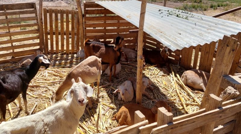 Declaración de Existencia Animal del SAG ahora podrá realizarse durante todo el año