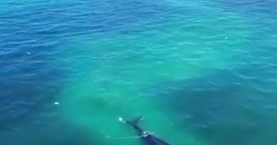 avistamiento de una ballena en Iquique