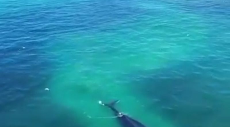 avistamiento de una ballena en Iquique