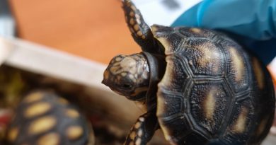 Aduanas rescata dos tortugas terrestres bebés en Colchane