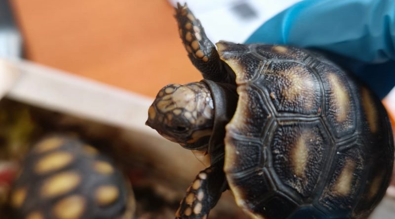 Aduanas rescata dos tortugas terrestres bebés en Colchane