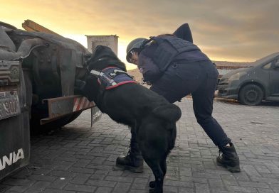 Tiara, Mila y Loki, canes detectores de la Aduana de Iquique, comenzaron su merecido descanso