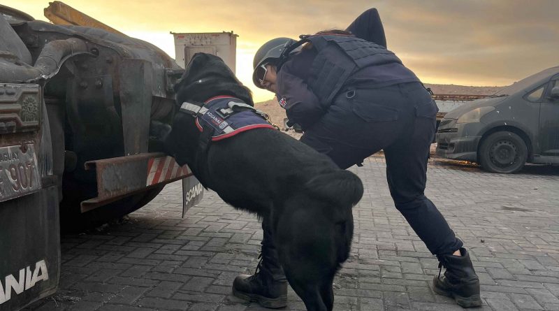 Tiara, Mila y Loki, canes detectores de la Aduana de Iquique, comenzaron su merecido descanso