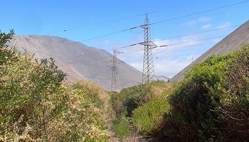 SMA ordena medidas contra Transelec por posible perturbación del Picaflor de Arica