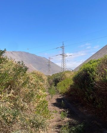 SMA ordena medidas contra Transelec por posible perturbación del Picaflor de Arica