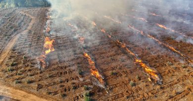 Proponen uso de fuego técnico por acumulación durante 6 años de combustibles / + fotos :…