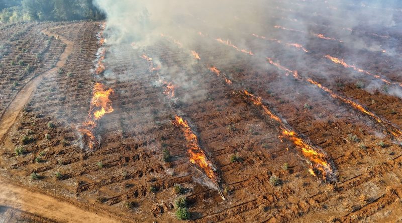Proponen uso de fuego técnico por acumulación durante 6 años de combustibles / + fotos :…