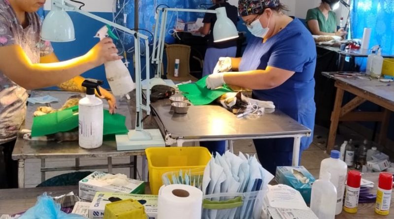 Municipio avanza en asegurar insumos veterinarios para fortalecer la salud animal en Alto Hospicio Municipio avanza en asegurar insumos veterinarios para fortalecer la salud animal en Alto Hospicio