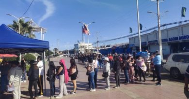 Un total de 400 felinos serán esterilizados gratuitamente por la municipalidad de Alto Hospicio