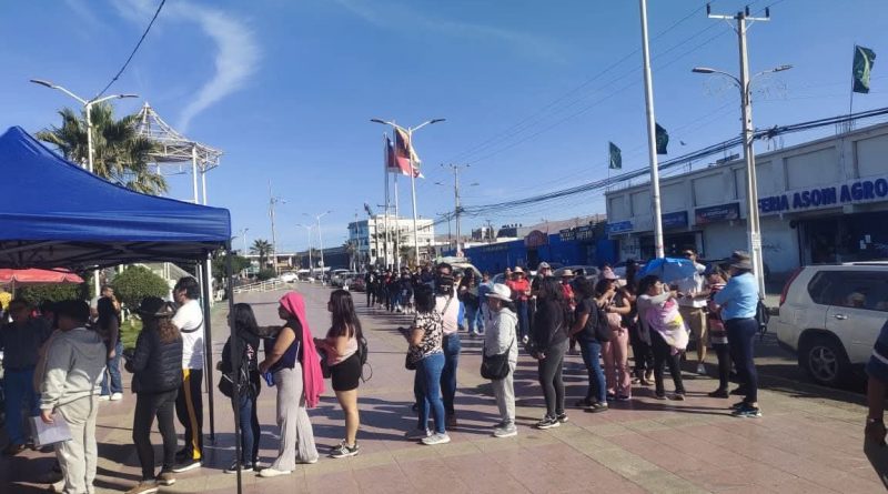 Un total de 400 felinos serán esterilizados gratuitamente por la municipalidad de Alto Hospicio