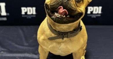 PDI recuperó perro de raza robado en Calama y detiene a seis personas