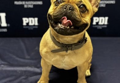 PDI recuperó perro de raza robado en Calama y detiene a seis personas