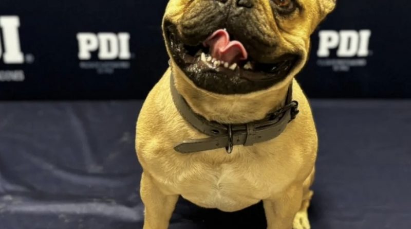 PDI recuperó perro de raza robado en Calama y detiene a seis personas