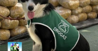Golpe contra el narcotráfico: cachorro de Carabineros detecta más de una tonelada y media de droga Las sustancias –correspondientes a cocaína y marihuana– equivalen a 2.992.868 dosis avaluadas en .582.355.000