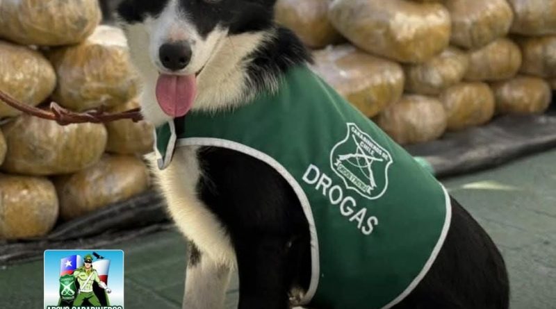 Golpe contra el narcotráfico: cachorro de Carabineros detecta más de una tonelada y media de droga Las sustancias –correspondientes a cocaína y marihuana– equivalen a 2.992.868 dosis avaluadas en .582.355.000