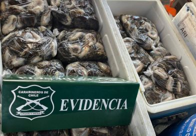 Carabineros detiene nuevamente a infractor por extracción de recursos marinos en veda en Pisagua*