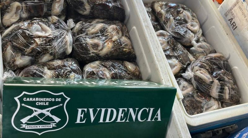 Carabineros detiene nuevamente a infractor por extracción de recursos marinos en veda en Pisagua*