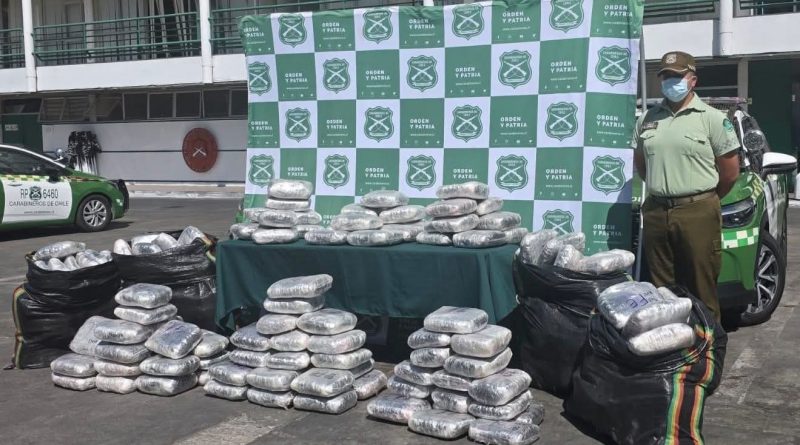 CARABINEROS INCAUTÓ MÁS DE 440 MIL DOSIS DE MARIHUANA CARABINEROS INCAUTÓ MÁS DE 440 MIL DOSIS DE MARIHUANA